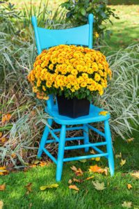 Blue chair with yellow mums.